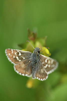 BUITEN BEELD Foto: 297264