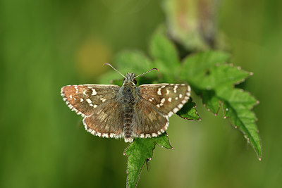 BUITEN BEELD Foto: 297265