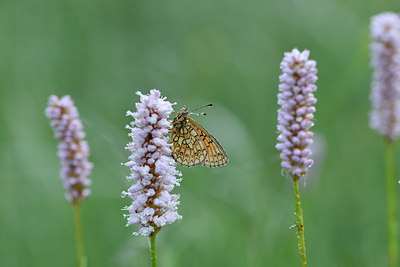 BUITEN BEELD Foto: 297280