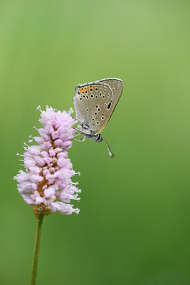 BUITEN BEELD Foto: 297286