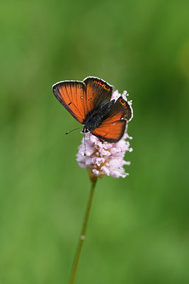 BUITEN BEELD Foto: 297287