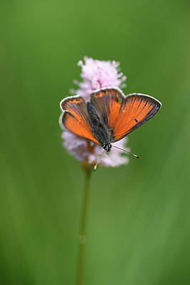 BUITEN BEELD Foto: 297288