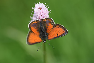 BUITEN BEELD Foto: 297289