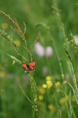 BUITEN BEELD Foto: 297298