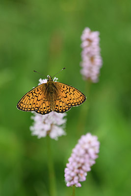 BUITEN BEELD Foto: 297303