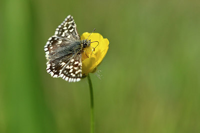BUITEN BEELD Foto: 297306