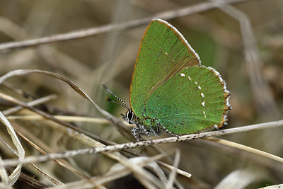 BUITEN BEELD Foto: 297309