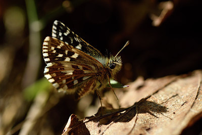 BUITEN BEELD Foto: 297311