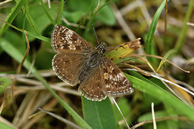 BUITEN BEELD Foto: 297317