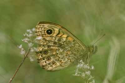BUITEN BEELD Foto: 297319