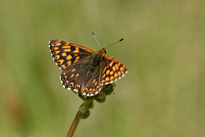BUITEN BEELD Foto: 297324