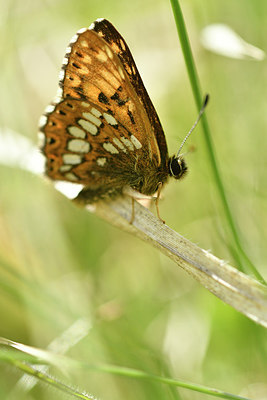 BUITEN BEELD Foto: 297331