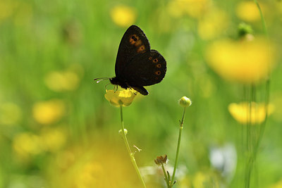 BUITEN BEELD Foto: 297334
