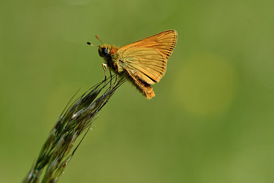 BUITEN BEELD Foto: 297335