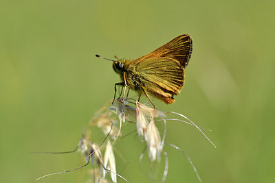 BUITEN BEELD Foto: 297338