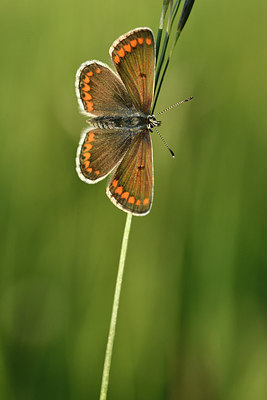 BUITEN BEELD Foto: 297344