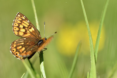 BUITEN BEELD Foto: 297347