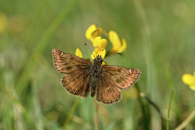 BUITEN BEELD Foto: 297348