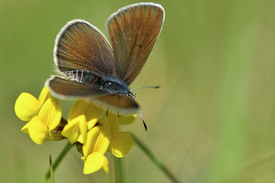 BUITEN BEELD Foto: 297349
