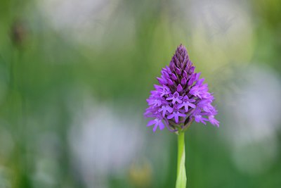 BUITEN BEELD Foto: 297382