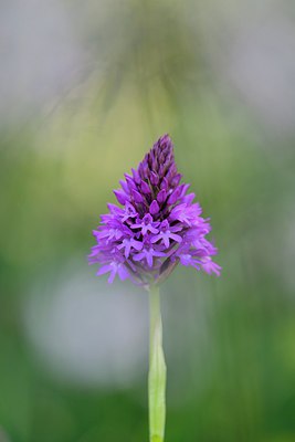 BUITEN BEELD Foto: 297383