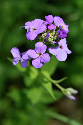 BUITEN BEELD Foto: 297435