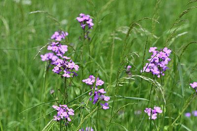BUITEN BEELD Foto: 297438