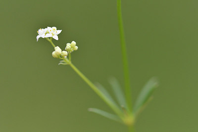 BUITEN BEELD Foto: 297447