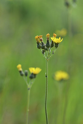 BUITEN BEELD Foto: 297468