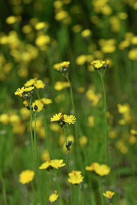 BUITEN BEELD Foto: 297481