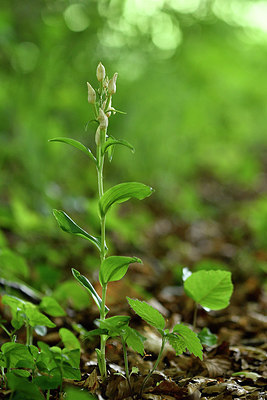 BUITEN BEELD Foto: 297494