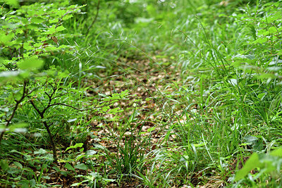 BUITEN BEELD Foto: 297517