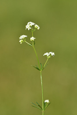 BUITEN BEELD Foto: 297530