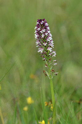 BUITEN BEELD Foto: 297534