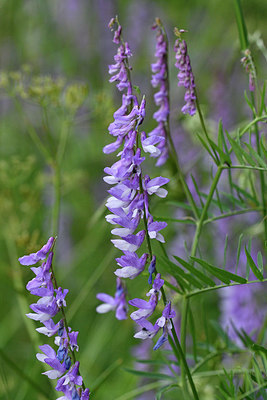 BUITEN BEELD Foto: 297540