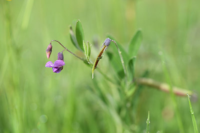 BUITEN BEELD Foto: 297543