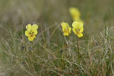 BUITEN BEELD Foto: 297557