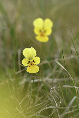 BUITEN BEELD Foto: 297558