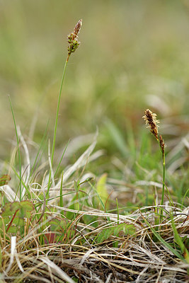 BUITEN BEELD Foto: 297562