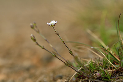BUITEN BEELD Foto: 297574
