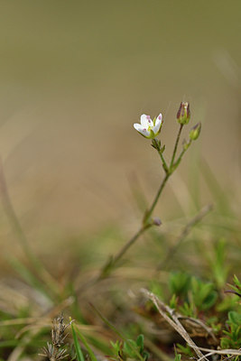 BUITEN BEELD Foto: 297575