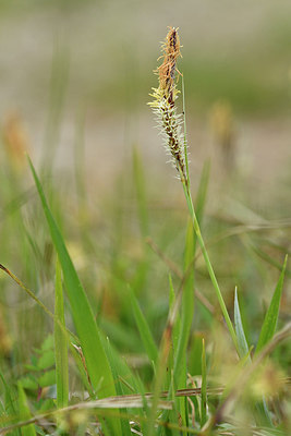BUITEN BEELD Foto: 297585