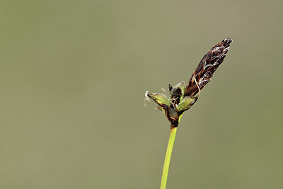 BUITEN BEELD Foto: 297597