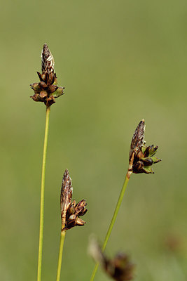 BUITEN BEELD Foto: 297598
