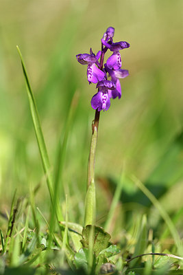 BUITEN BEELD Foto: 297609