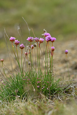 BUITEN BEELD Foto: 297622