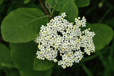 BUITEN BEELD Foto: 297639