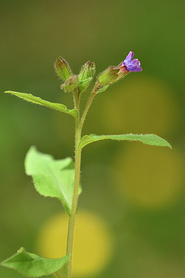 BUITEN BEELD Foto: 297641