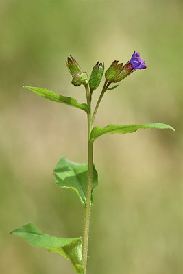 BUITEN BEELD Foto: 297643