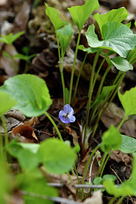 BUITEN BEELD Foto: 297675